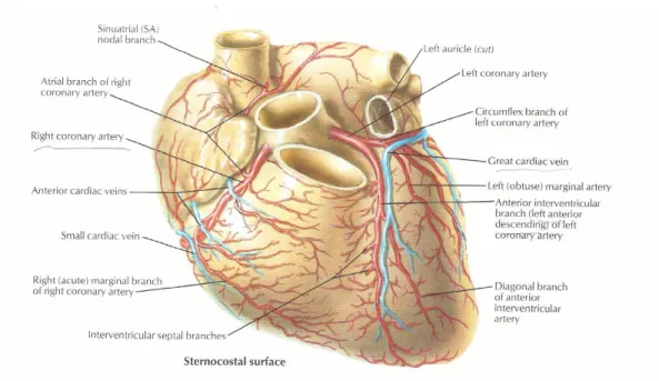 Gambar 2.1 Anatomi arteri koroner jantung.  