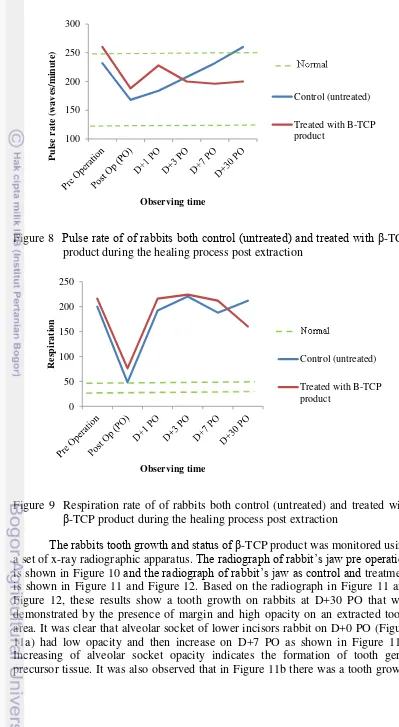 Figure 8  Pulse rate of of rabbits both control (untreated) and treated with β-TCP 