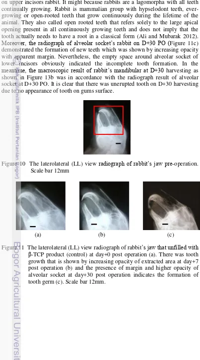 Figure 10  The laterolateral (LL) view radiograph of rabbit’s jaw pre-operation. 