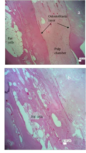 Figure 15  A lateral section photomicrograph of lower rabbit incisor (control) at 