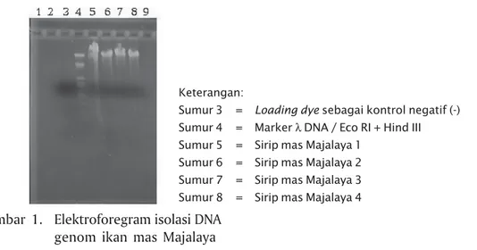 Gambar 1. Elektroforegram isolasi DNA genom ikan mas Majalaya