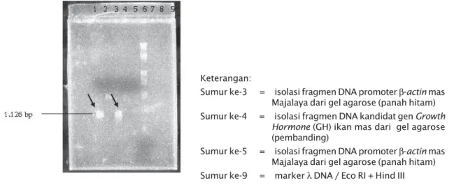 Gambar 3. Cek hasil isolasi promoter  β-actin mas Majalaya dari gel agarosa