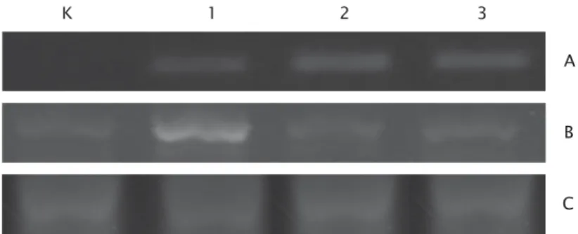Gambar 2. Analisis genom DNA dan ekspresi gen antivirus larva udang windu pada berbagai konsentrasi DNA