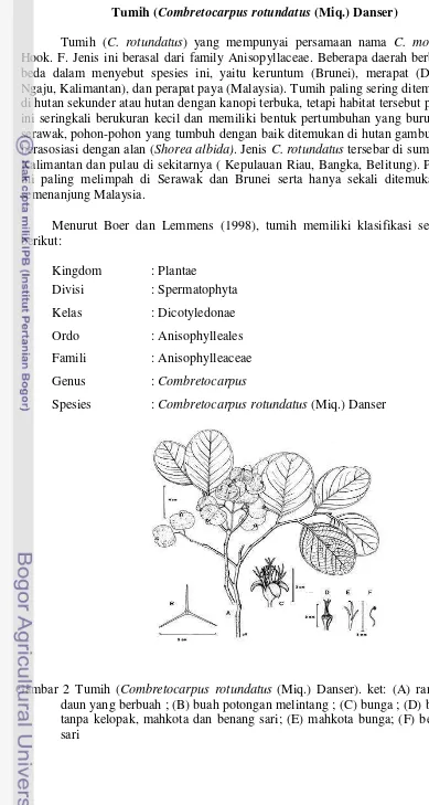 Gambar 2 Tumih (Combretocarpus rotundatus (Miq.) Danser). ket: (A) ranting-