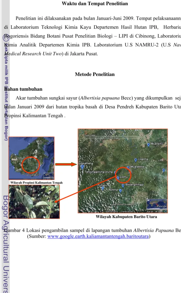 Gambar 4 Lokasi pengambilan sampel di lapangan tumbuhan Albertisia Papuana Becc   (Sumber: www.google.earth.kaliamantantengah.baritoutara) 
