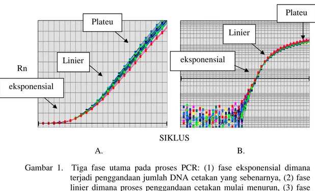 Gambar  1.    Tiga  fase  utama  pada  proses  PCR:  (1)  fase  eksponensial  dimana  terjadi penggandaan jumlah DNA cetakan yang sebenarnya, (2) fase  linier  dimana  proses  penggandaan  cetakan  mulai  menurun,  (3)  fase  plateu  dimana  tidak  terjadi