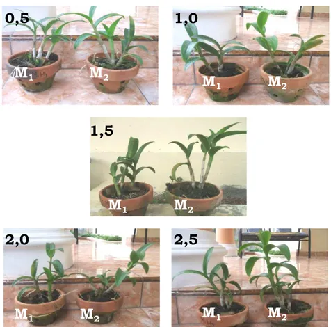 Gambar 5.  Pertumbuhan Tanaman Anggrek Dendrobium pada media yang ditambahkan zeolit  (M 2 ) dan tanpa zeolit (M 1 ) pada berbagai konsentrasi pupuk Hortigro 