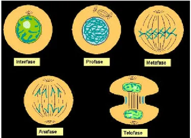 Gambar 4 Proses pembelahan sel (Anonim 2007c) 
