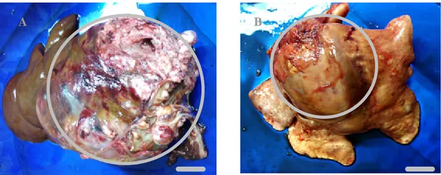 Gambar 6  Hati: Massa tumor pada hati (A); Paru-paru: Massa tumor pada paru-paru (B)   Bar = 2cm 