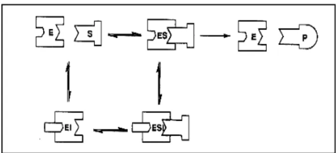 Gambar 10.  Inhibisi reversibel non-kompetitif; inhibitor dan substrat terikat  secara bersama-sama