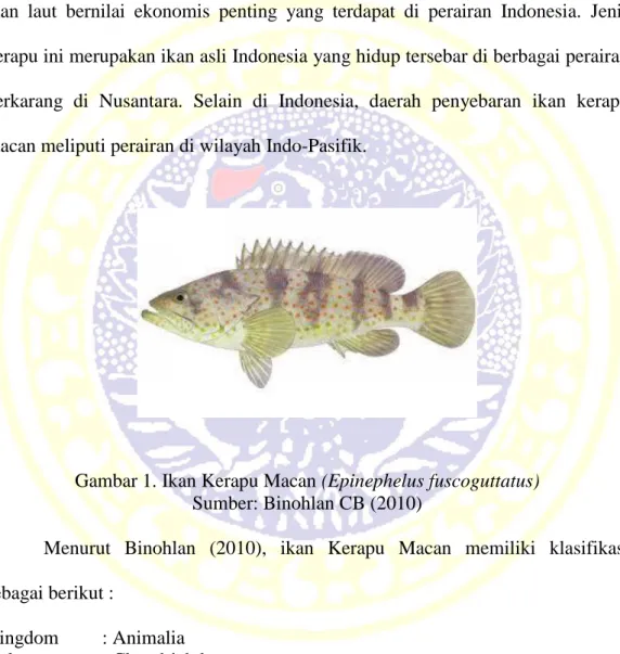 Gambar 1. Ikan Kerapu Macan (Epinephelus fuscoguttatus)  Sumber: Binohlan CB (2010) 