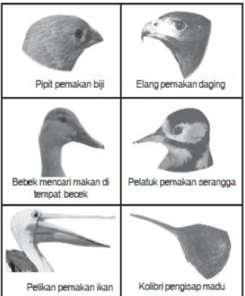 Gambar 2.1 bentuk paruh burung 