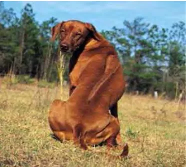 Gambar 1 Jenis anjing Rhodesian Ridgeback 1  Sumber  1  :http://www.petplanet.co.uk/breeds/rr [25 Juli 2008] 