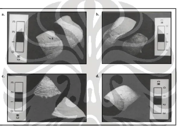 Foto 8. Tipe patah diagonal (a) pada tepi sebelah kiri cangkang; (b) pada  tepi sebelah kanan  cangkang; (c) membentuk segitiga; (d) pada tepi sebelah kiri dan kanan cangkang   