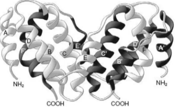 Gambar 1.5.  Struktur 3D dari Interferon- .  34