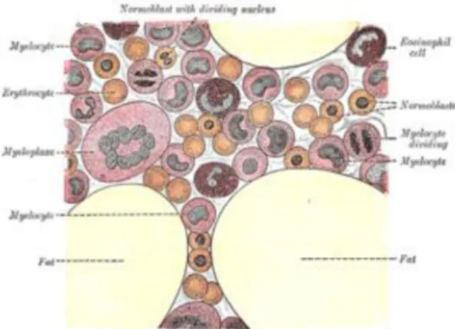 Gambar 1.4.  Skema histologis  sel-sel di sumsum tulang.  33