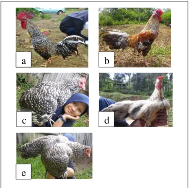 Gambar 5. Warna Bulu Ayam Kokok Balenggek Kuriak  a. Jantan Kuriak Anjulai  b. Jantan Kuriak Bareh Randang  c