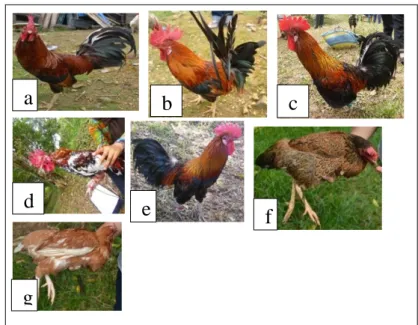 Gambar 6. Warna Bulu Ayam Kokok Balenggek Biriang  a. Jantan Biriang Merah  b. Jantan Biriang Kuning  c