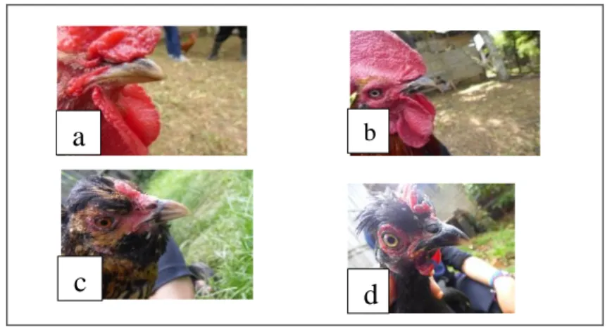 Gambar 2. Bentuk Paruh Ayam Kokok Balenggek 