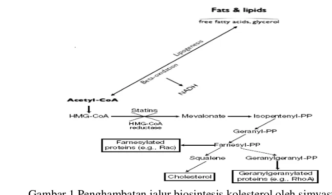 Gambar 1 Penghambatan jalur biosintesis kolesterol oleh simvastatin 