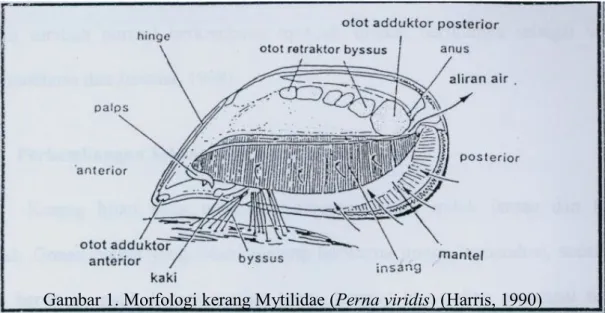 Gambar 1. Morfologi kerang Mytilidae (Perna viridis) (Harris, 1990)