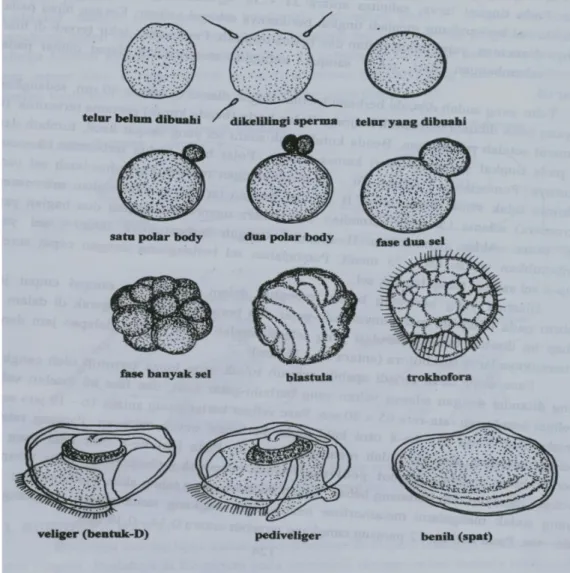 Gambar 2.  Perkembangan larva kerang hijau  (Romimohtarto dan Juwana, 1998)