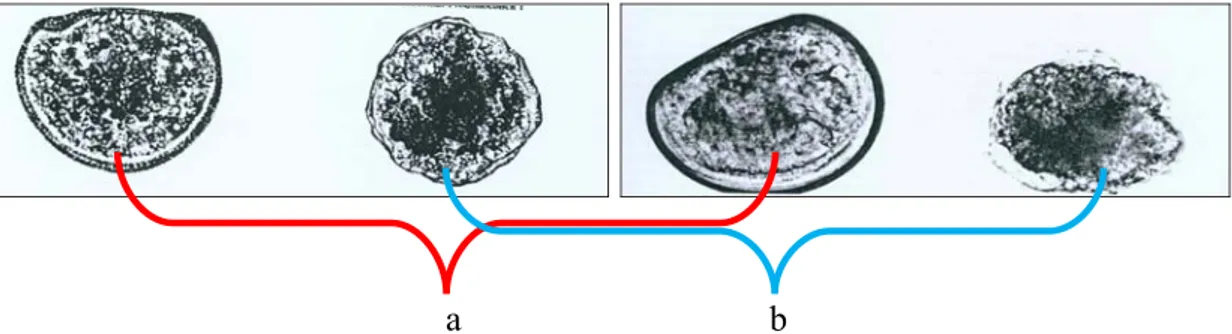 Gambar 3.  Bentuk D-shape normal (a) dan D-shape abnormal (b) pada larva  kerang hijau (Perna viridis) (ASTM, 2004)