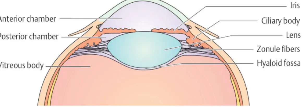 Gambar 2.1: Anatomi Lensa  (Sumber: Lang, 2000) 