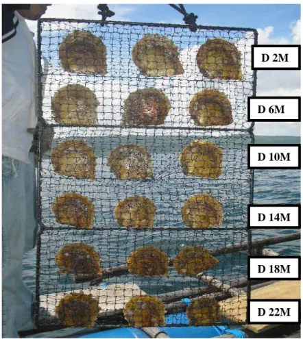 Gambar  6.  Sampel  kondisi  kerang  mutiara  (P.  maxima)  hasil  pembesaran  tiap  level    kedalaman perlakuan yang dijejerkan dalam 1 lembaran poket 