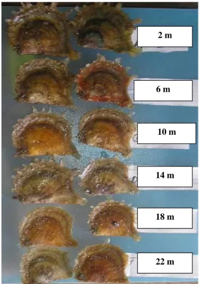Gambar 2.  Penelitian anakan kerang mutiara (P. maxima) pada kedalaman berbeda                     di Teluk Kapontori, Pulau Buton