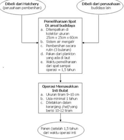 Gambar 4.1. Proses Budidaya Tiram Mutiara 