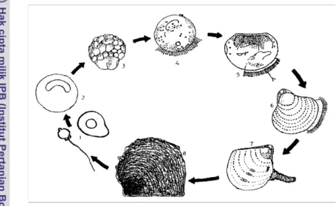 Gambar 3. Siklus hidup tiram mutiara Pinctada maxima (modifikasi dari Tun and  Winanto 1987; Winanto 1988; Ikenoue and Kafuku 1992)