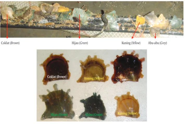 Figure 1. Spat and juvenile color pattern of all varieties