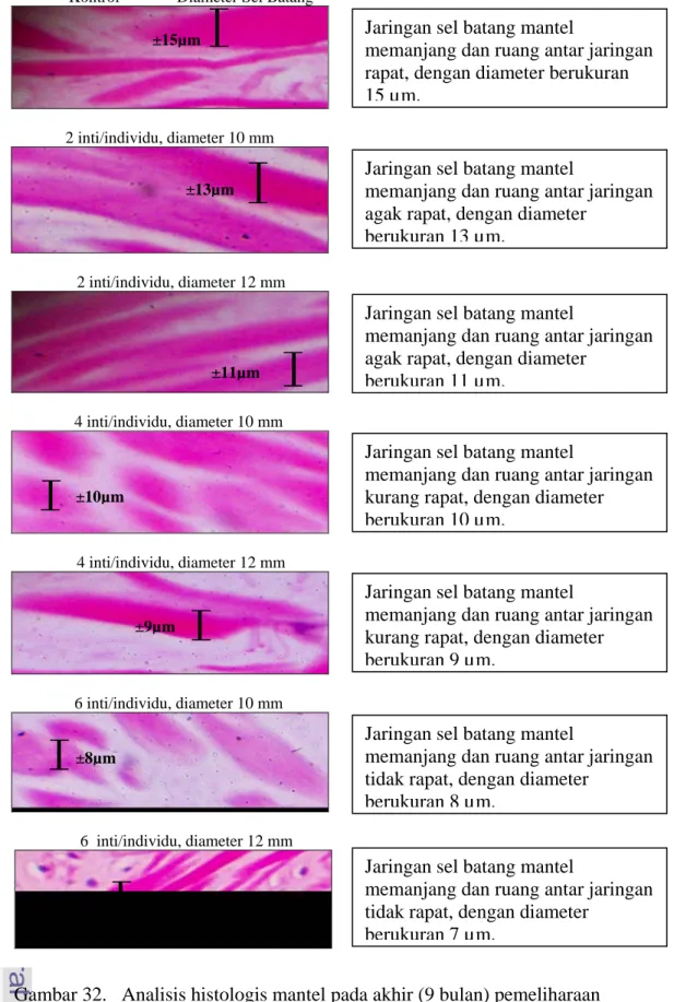 Gambar 32.   Analisis histologis mantel pada akhir (9 bulan) pemeliharaan 