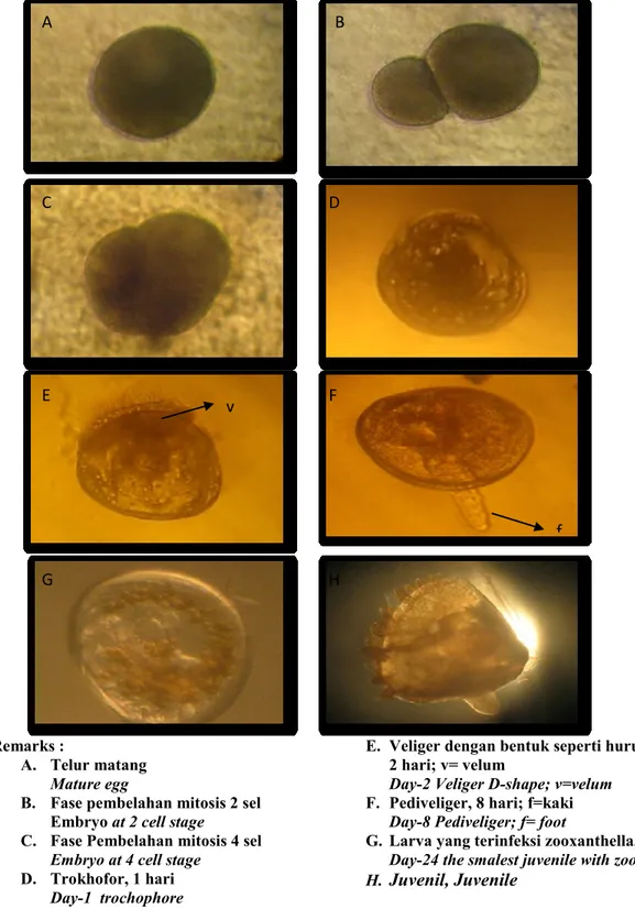 Gambar 1. Embriogenesis dan perkembangan larva kima (Tridacna squamosa). 
