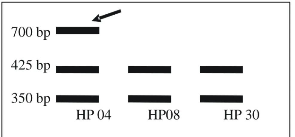 Gambar 2. Pola restriksi Mt DNA yang direstriksi dengan enzim RSA I.