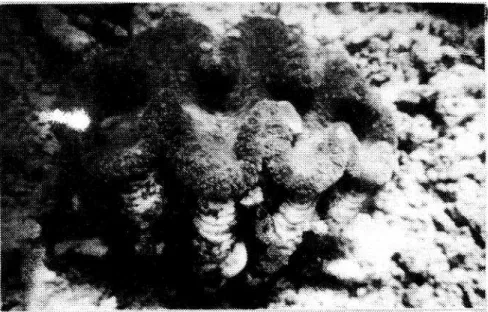 Gambar 1. Kima jenis Thdacna maxima di terumbu karang.
