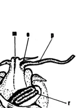 Gambar 2.  Tubuh-lunak  Crepidula adunca (dari  MORITZ 1938). 
