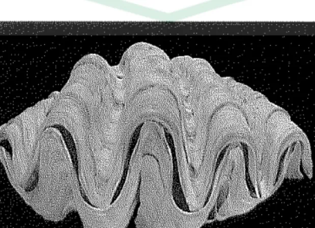 Gambar 3.  Kima Raksasa  Tridacna gigas  (Sumber: Natural History 