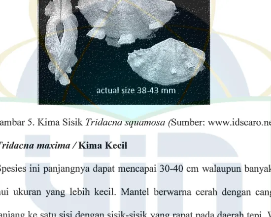 Gambar 5.  Kima Sisik Tridacna squamosa (Sumber: www.idscaro.net)  d.  Tridacna maxima I  Kim a Kecil 