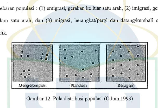 Gambar 12. Pola distribusi populasi (Odum,1993) 