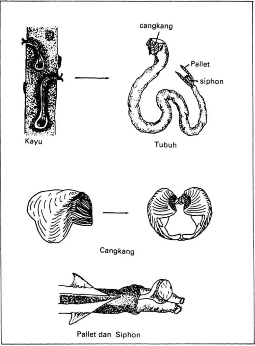 Gambar 1.    Sketsa tubuh dan cangkang suku Teredinidae (ABBOTT, 1974) 