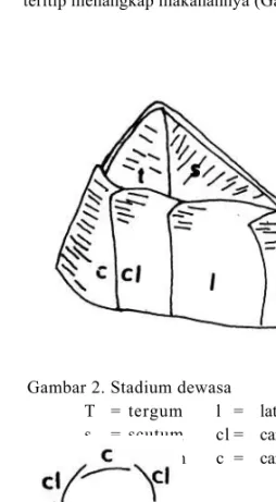 Gambar 2. Stadium dewasa