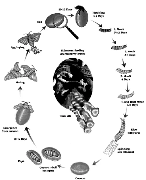 Gambar 2.3 Siklus Hidup Ulat Sutera Bombyx mori L. (Sumber.   http://img11 .images  hack .us/i/silkworm.jpg/) 