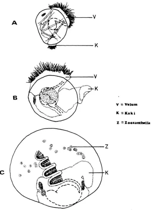 Gambar 1.     Larva dan postlarva Tridacna maxima, A. Veliger 2 hari; B. Pediveliger ;   C