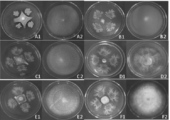 Gambar 1. Uji antagonistik  Saccaromyces sp. terhadap beberapa jamur patogen
