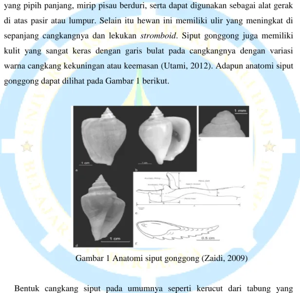 Gambar 1 Anatomi siput gonggong (Zaidi, 2009) 