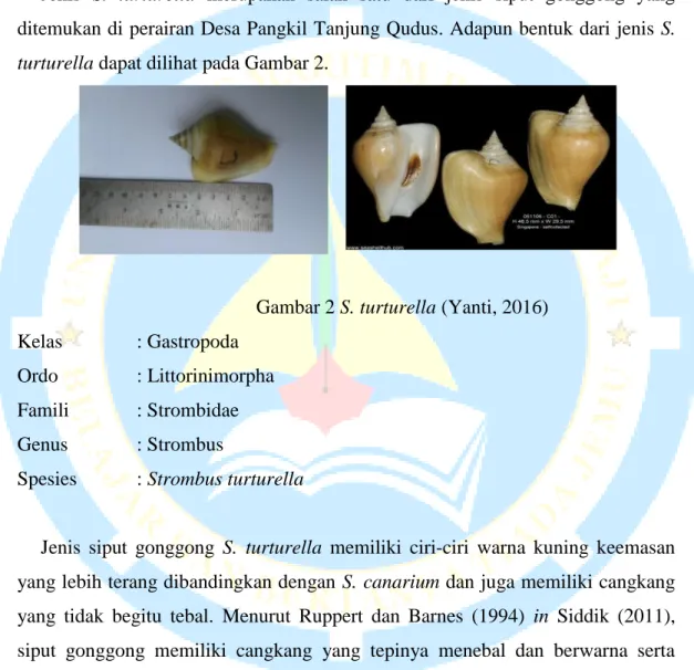 Gambar 2 S. turturella (Yanti, 2016)  Kelas    : Gastropoda 