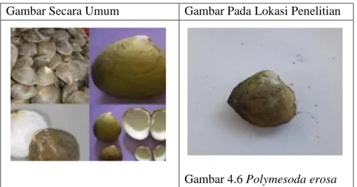 Gambar Secara Umum  Gambar Pada Lokasi Penelitian 