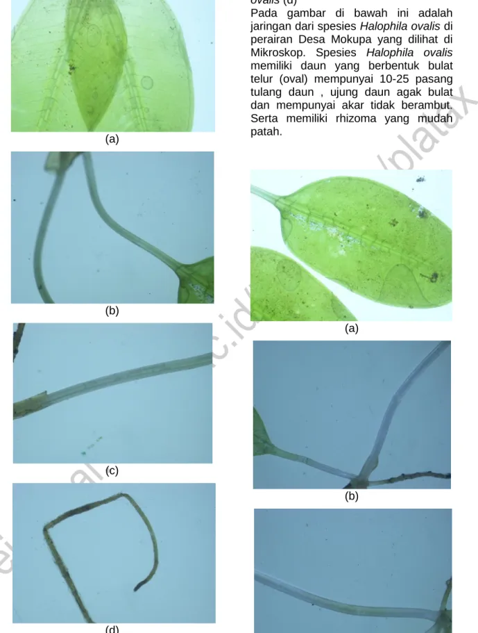 Gambar  4.  Daun  Halophila  ovalis  (a). 